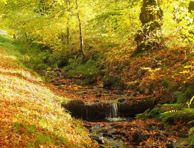 The Dene Wood, Scottish Borders - area information, map, walks and more