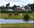 Horses at Douglas Farm, Parbold