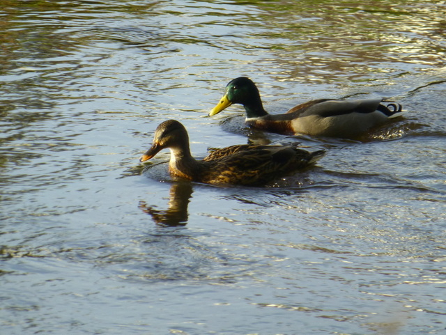 A pair of ducks, Cranny © Kenneth Allen cc-by-sa/2.0 :: Geograph Ireland