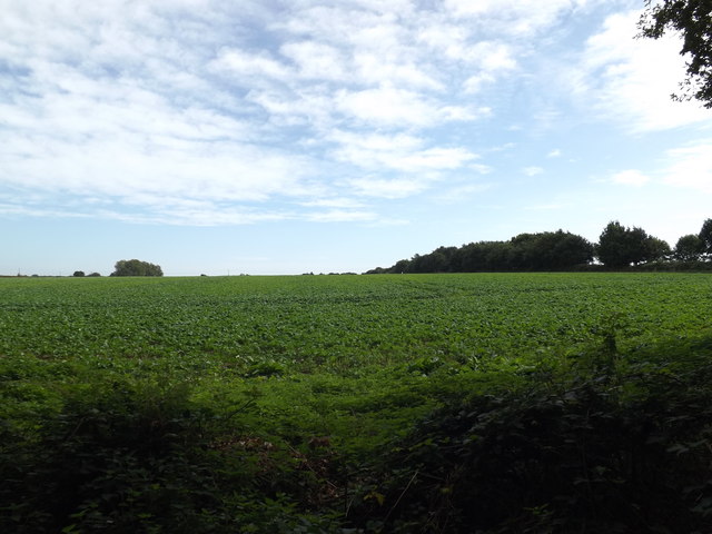 Farmland off Old Lane © Geographer :: Geograph Britain and Ireland