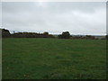 Grazing, Coppenhall Moss