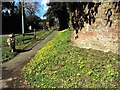 Celandines on bank