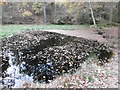 Pond in Fish Ponds Wood