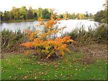 ST6416 : Autumn leaves by Sherborne Castle lake by David Hawgood