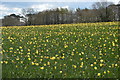 Crop of Daffodils