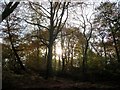 Woodland in autumn