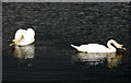 NS4661 : Swans on Stanely Reservoir by Thomas Nugent
