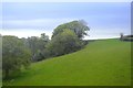 Woodland near Tresulgan Viaduct