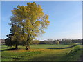 Autumn colours near Tredegar Park