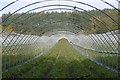 Strawberry field, Lethendy