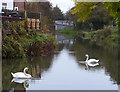 Swans on the Grand Union Canal