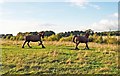 Shire Horses sculptures (4), Kilkenny Lane Country Park, Carterton, Oxon