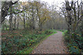 Footpath on Risley Moss