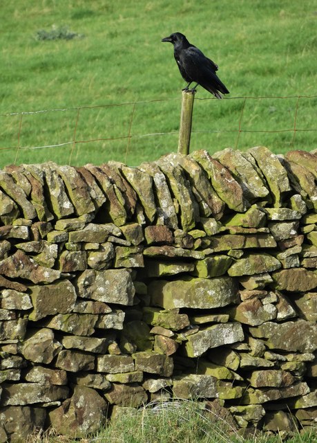 Crow at rest, Wolf's Pit, Abney Moor