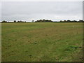 Grazing near Ash Farm