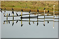 Cormorant perch