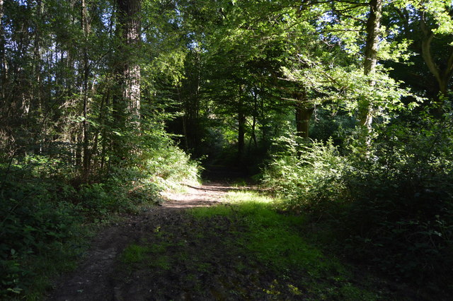 High Weald Landscape Trail, River's Wood