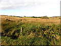 Heathland, Lisnafin