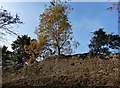 Wall and earthworks at Oakham Castle