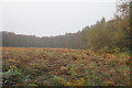 Autumn colour on the edge of Pestfurlong Moss