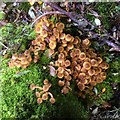 Sulphur Tuft fungi