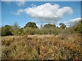 East Holton, wetland