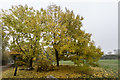 Autumn Colour in Trent Park, Enfield