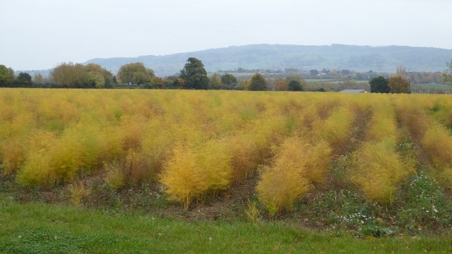 Field of asparagus