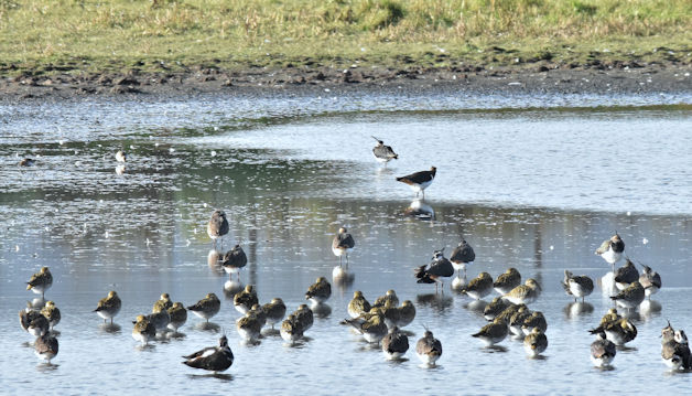 Lapwing And Golden Plover, Belfast © Albert Bridge Cc-by-sa 2.0 