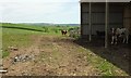 Cattle near Brays Hill