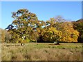 The oak and the ash