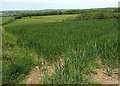 Crop east of Marhamchurch