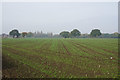 A planted field by Glaziers Lane