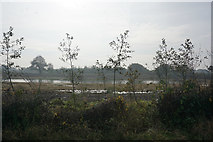 SJ6494 : Wetland near Partridge Lakes by Bill Boaden