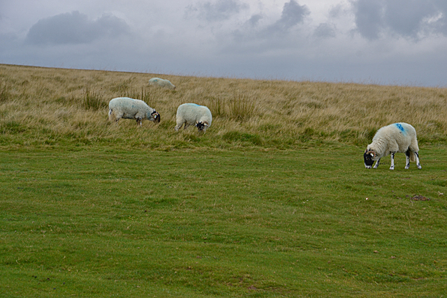 Sheep on Gaythorne Plain