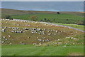 Sheep amongst outcrops