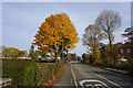 Mustard Lane, Little Town