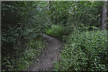 TQ3327 : High Weald Landscape Trail, Flat Wood by N Chadwick