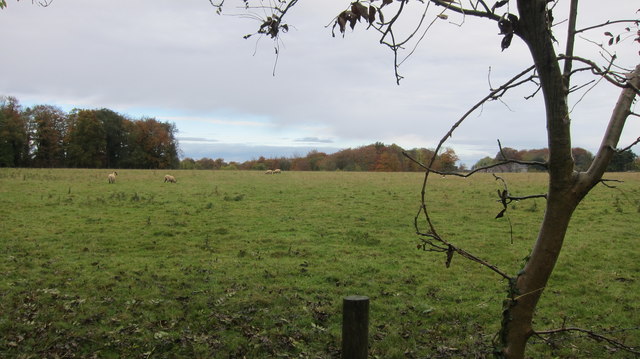 Grazing meadow with sheep adjacent to Cadbury Camp Lane