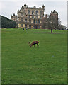 SK5339 : Wollaton Hall in November by John Sutton