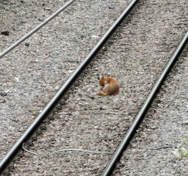 Fox on the Romford to Upminster line