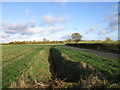 The lane from Hougham to Gelston