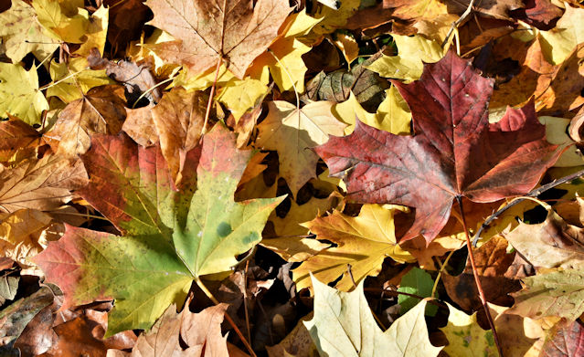 Autumn leaves, Stranmillis, Belfast -... © Albert Bridge :: Geograph ...