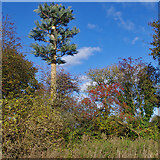 SD4663 : Imitation Scots pine tree by Ian Taylor