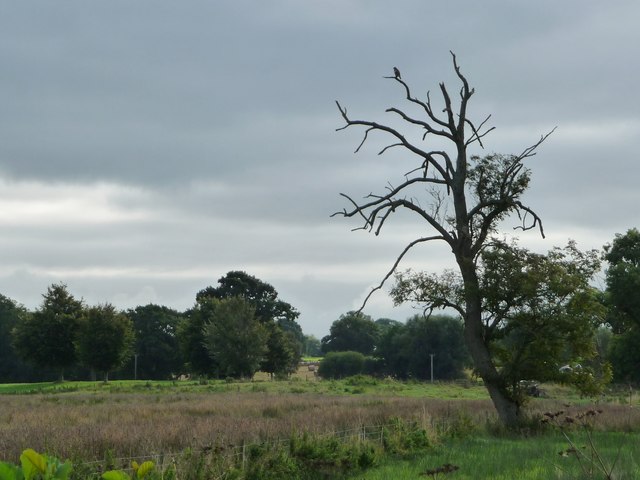 Raptor in a dead tree, near Penyrestyn