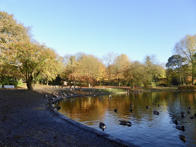 Hanley Park: lake with Canada Geese © Jonathan Hutchins cc-by-sa/2.0 ...