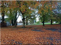 H4672 : Fallen leaves, Omagh by Kenneth  Allen