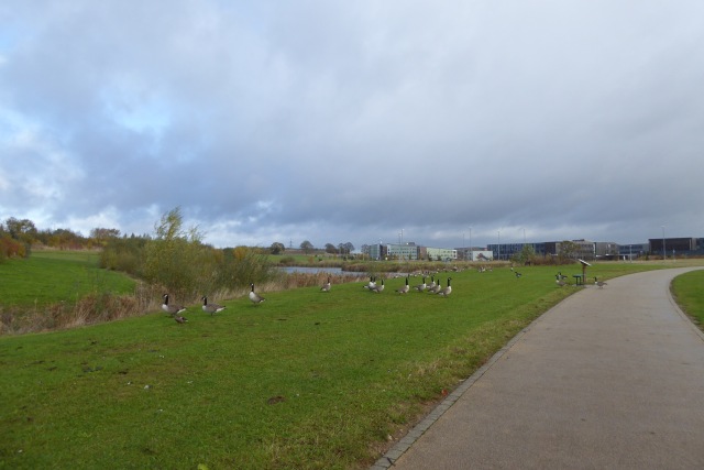 Geese by the wetland lake