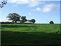 Grazing of Rostherne Lane