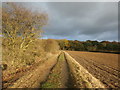 Track Approaching Sandall Beat Wood